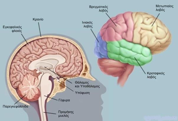 Αποτελείται κυρίως από νευρικές ίνες οι οποίες συνδέουν τα δύο ημισφαίρια της παρεγκεφαλίδας.