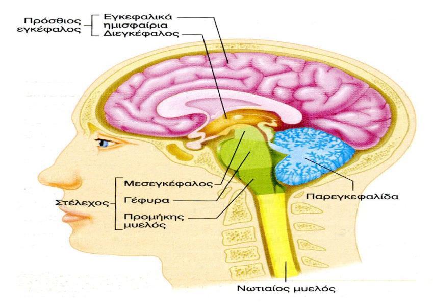 Εικόνα 5. Διαίρεση του εγκεφάλου (Πηγή: Ryan, 2012). 1.3.