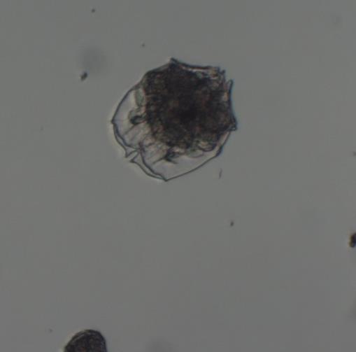 fissa 100μm