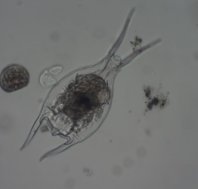 Brachionus