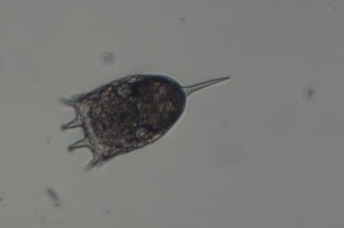 cochlearis 2) 