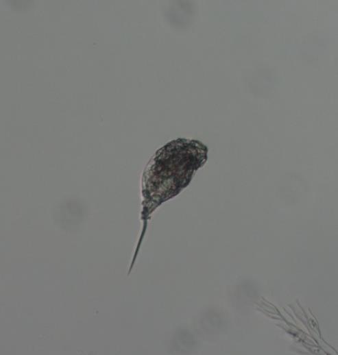 stylata 