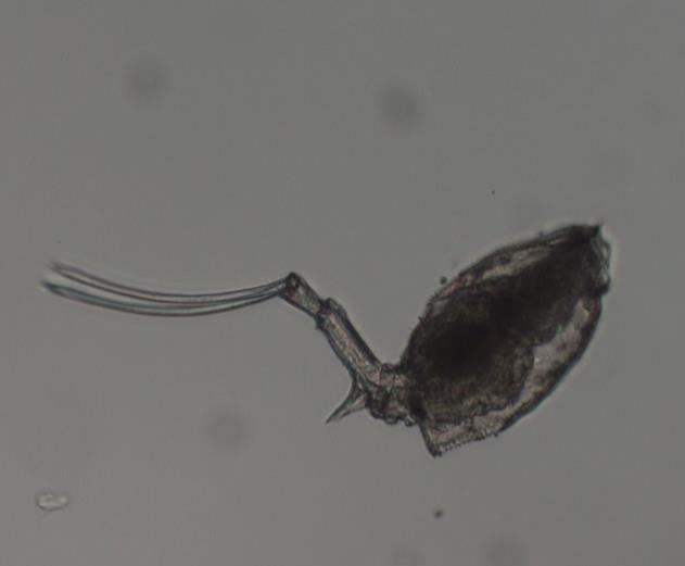 Trichotria