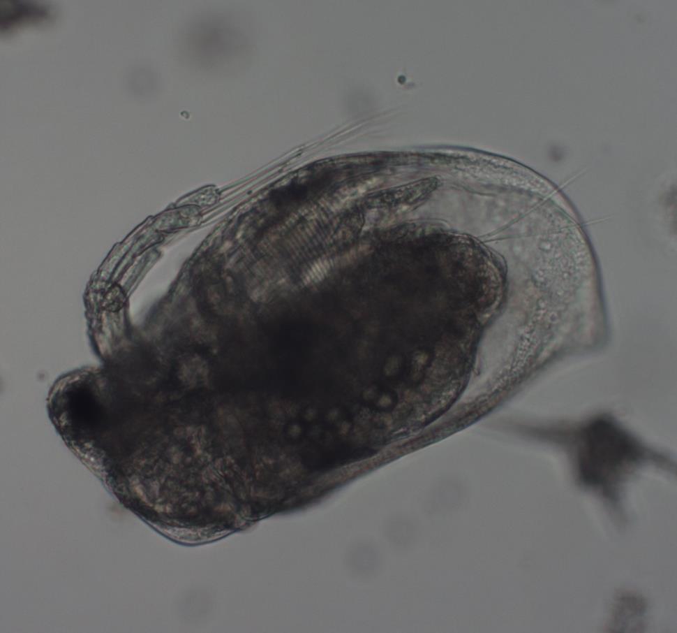 longirostris