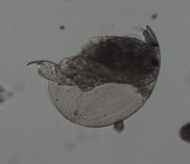 Coronatella