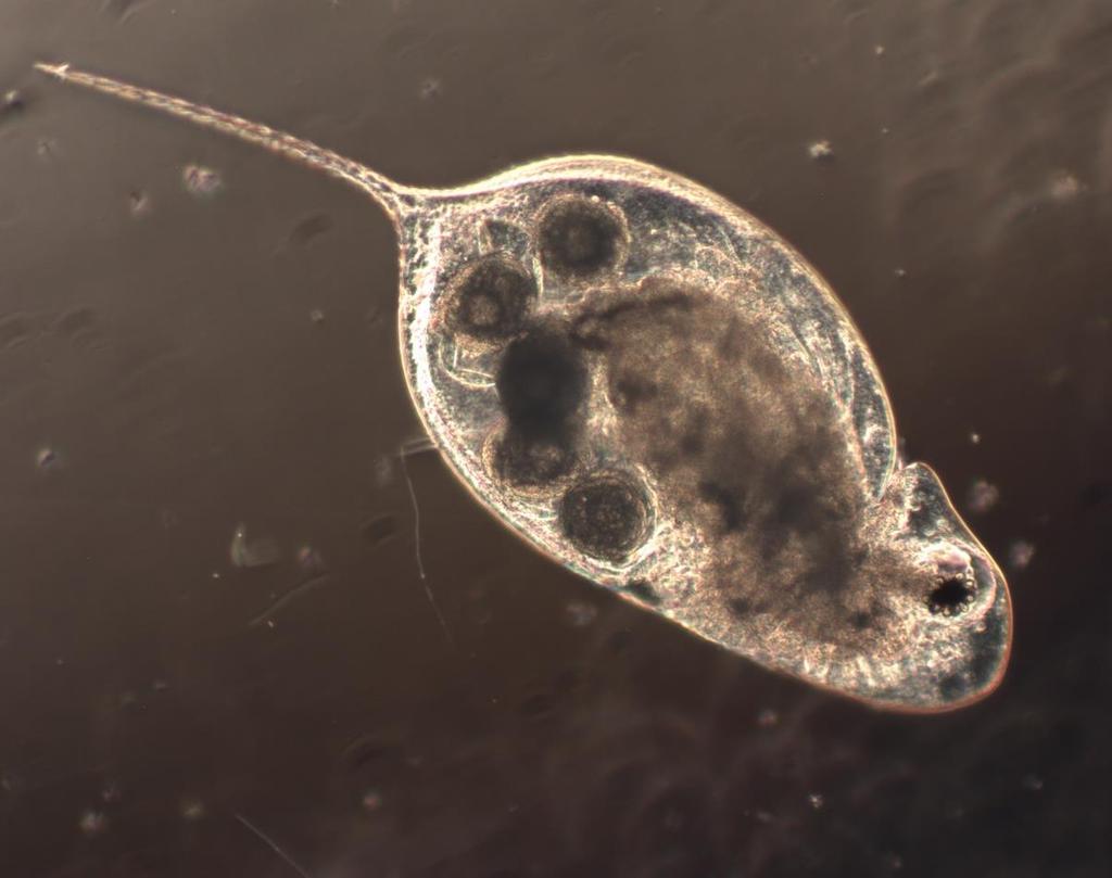 100μm Daphnia