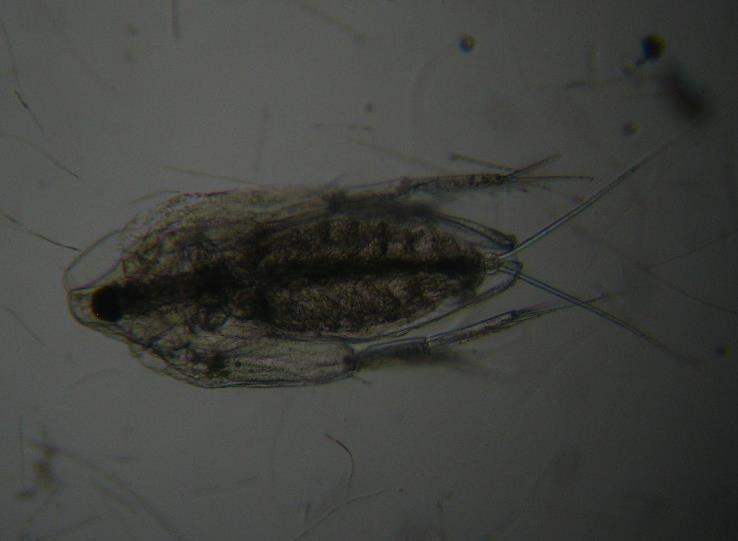 Diaphanosoma