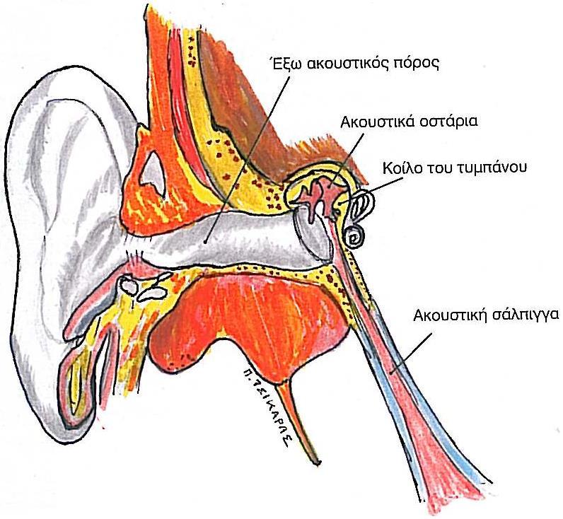 Ανατομία ωτός Ανατομία Ωτός Η γνώση της Ανατομικής και της Φυσιολογίας του ακουστικού συστήματος αποτελεί βασικό στοιχείο για την κατανόηση του μηχανισμού της ακοής και των συμπτωμάτων που θα
