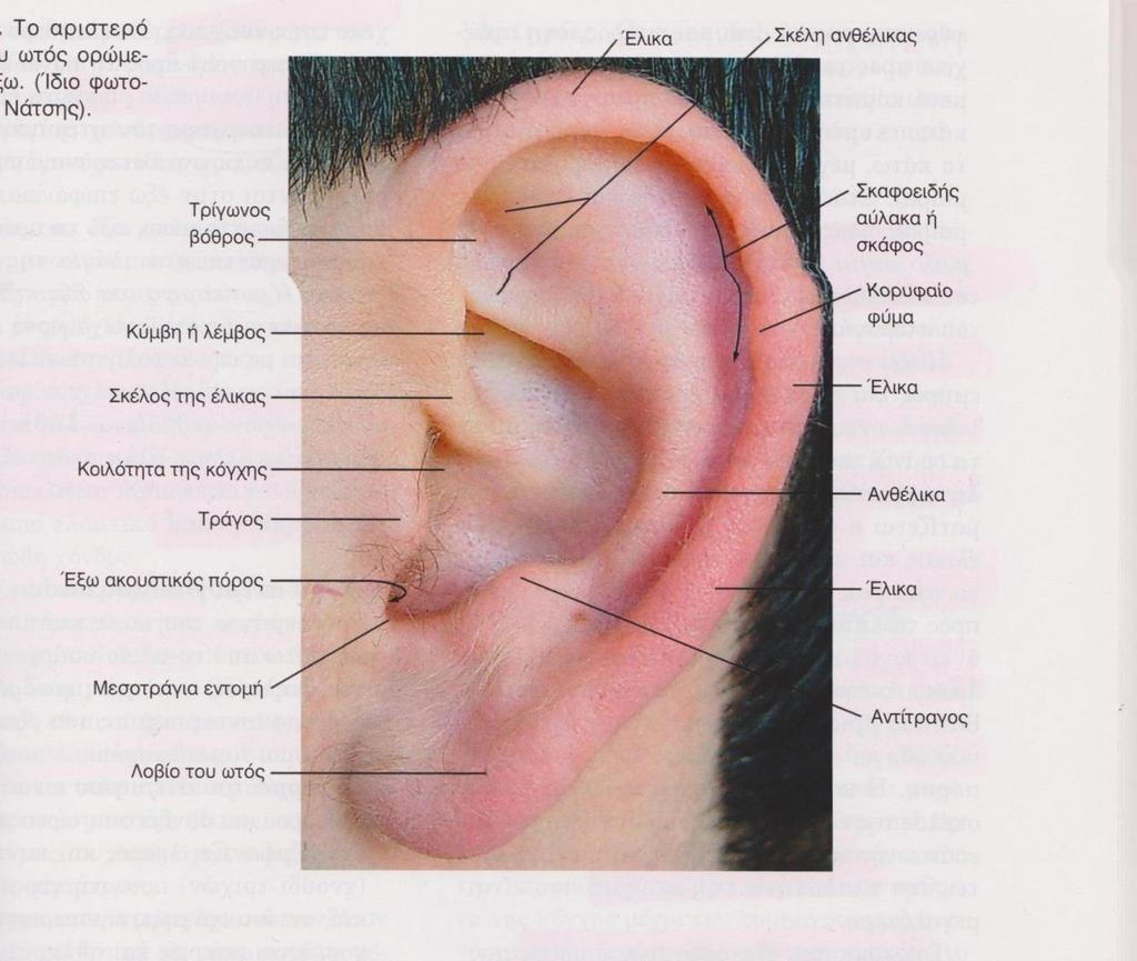 Ανατομία ωτός Έξω ακουστικός πόρος Ο έξω ακουστικός πόρος εκτείνεται από την κοιλότητα της κόγχης μέχρι του τυμπανικού υμένα και αποτελείται από δυο μοίρες: τη χόνδρινη προς τα έξω και την οστέινη