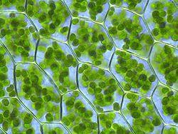 Πλαστίδια: οργανίδια, απαντούν στα κύτταρα φυτών και στα φύκηυπεύθυνα για τη φωτοσύνθεση και αποθήκευση