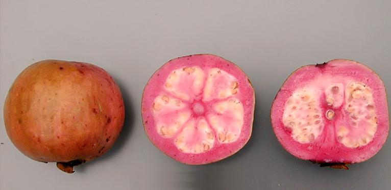 Guava Υψηλή περιεκτικότητα σε καροτενοειδή,