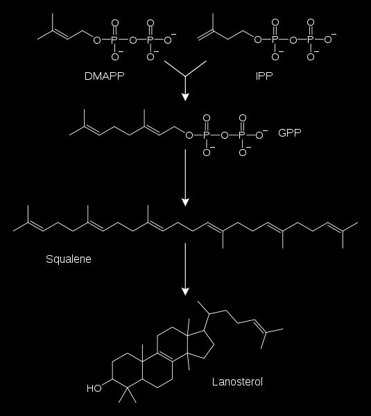 Mevalonic-acid: πρόδρομο μόριο στη βιοσύνθεση των τερπενοειδών