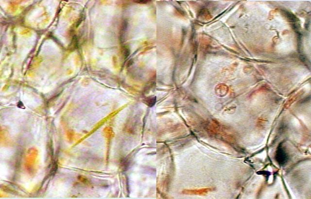 Chromoplast Χρωμοπλάστες: υπεύθυνοι για τη σύνθεση και αποθήκευση χρωστικών Καροτενοειδή (καροτένια & ξανθόφυλλα) σε φυτικούς οργανισμούς: απορροφούν ηλιακή ενέργεια για τη