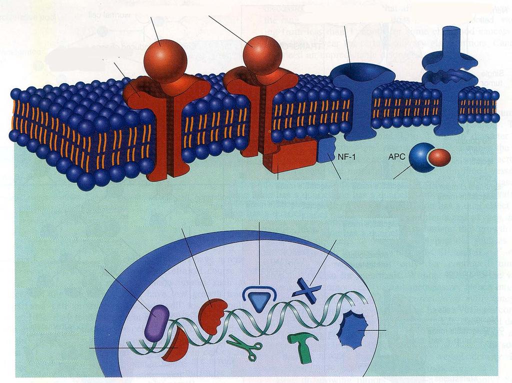 ΟΔΟΙ ΜΕΤΑΓΩΓΗΣ ΣΗΜΑΤΟΣ Αυξητικοί παράγοντες (PDGF, FGF) Υποδοχέας αναστολέων αύξησης (TGF-β) Μόρια προσκόλλησης (Καδερίνες) Υποδοχέας αυξητικών παραγόντων (EGFR) β-κατενίνη Μεταγωγέας σήματος (ras)