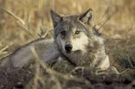 Προστασία του λύκου Ο λύκος ένα σύμβολο δύναμης και ελευθερίας που στοιχειώνει θρύλους και παραμύθια εδώ και χιλιάδες χρόνια δεν είναι παρά ένα είδος που χρειάζεται προστασία.