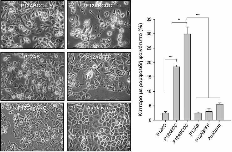 Ο πολύπλευρος ρόλος των H. pylori CagA effector proteins Σχήμα 2.