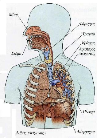 Σχήμα 9. Ανατομία του ανθρώπινου αναπνευστικού συστήματος Αποτελείται από το ρινικό σύστημα, την τραχεία, τους βρόγχους και τις πνευμονικές κυψελίδες (750 εκατομμύρια και επιφάνεια 100m ).