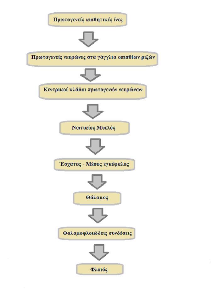 15. Εικόνα 1:Η Διαδρομή του πόνου ( Ιατρού, 2003). Στην αλγαισθησία υπάρχουν τέσσερις διεργασίες: α) η μετατροπή, β) η μεταβίβαση, γ) η τροποποίηση και δ) η αντίληψη.