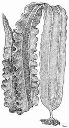 Ταξινόμηση Laminaria japonica Empire: Eukaryota Kingdom: Chromista Phylum: Ochrophyta (Phaeophyta) Class: Phaeophyceae Order: Laminariales