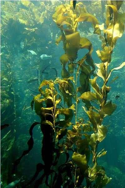 Laminaria japonica: Μορφολογία 1/2 Ο θαλλός αποτελείται από ρίζωμα υπό μορφή μυζητήρα, ένα μικρό κοτσάνι και τα φύλλα.
