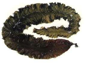 Laminaria japonica: Μορφολογία 2/2 Laminaria japonica Τα φύλλα είναι σαρκώδη στη μέση και λεπτά στο περιθώριο. http://www.fao.