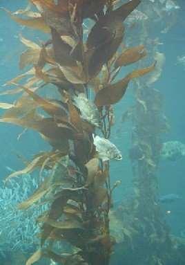 Βιολογία του είδους Laminaria japonica 1/2 Θαλάσσιο είδος που αναπτύσσεται σε εύκρατες ψυχρές περιοχές. http://img.weiku.