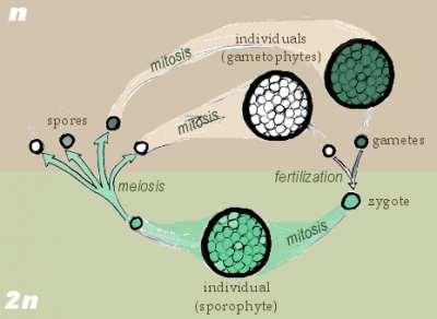 Βιολογία του είδους Laminaria japonica 2/2 http://wikiimages.qwika.com/thumb/en/ 8/86/Sporic_meiosis.png/400px- Sporic_meiosis.png Είναι ενδημικό στις Βορειοδυτικές ακτές του Ειρηνικού.