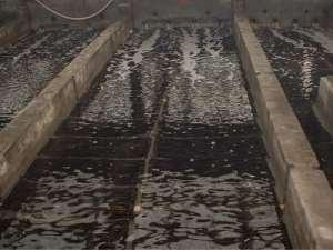 Δεξαμενή ανάπτυξης νεαρών φυτών (seedlings or sporelings) Δεξαμενή ανάπτυξης νεαρών φυτών (seedlings or