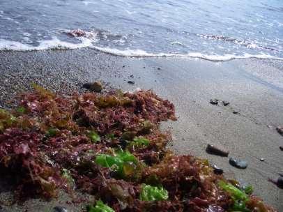 Porphyra spp.: Βιολογία Porphyra spp. Αναπτύσσεται σε βραχώδεις ακτές σε όλα τα μήκη και πλάτη της Γης. Οι περισσότερες ποικιλίες εμφανίζονται στα ψυχρά εύκρατα κλίματα και στις βόρειες περιοχές.