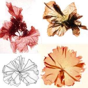 Porphyra spp.: Μορφολογία 1/2 Τα φύλλα έχουν σφαιρική έως ευθύγραμμη εξωτερική εμφάνιση και μήκος από μερικά εκατοστά έως 1 μέτρο. https://encryptedtbn0.gstatic.com/images?