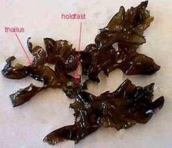 Porphyra spp.: Μορφολογία 2/2 Θαλλός και ρίζωμα της Porphyra thallus http://www.