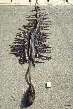 Ταξινόμηση Undaria pinnatifida Empire: Eukaryota Kingdom: Chromista Phylum: Ochrophyta (Phaeophyta) Class: Phaeophyceae Order: Laminariales Family: Alariaceae http://en.aquaculture.