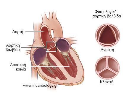 2.4 Ο ΚΑΡΔΙΑΚΟΣ ΜΥΣ - ΜΥΟΚΑΡΔΙΟ Ο καρδιακός μυς ονομάζεται μυοκάρδιο. Μέσα στο μυοκάρδιο βρίσκονται τέσσερις ινώδεις δακτύλιοι, πού αποτελούν τον ινώδη σκελετό της καρδιάς.