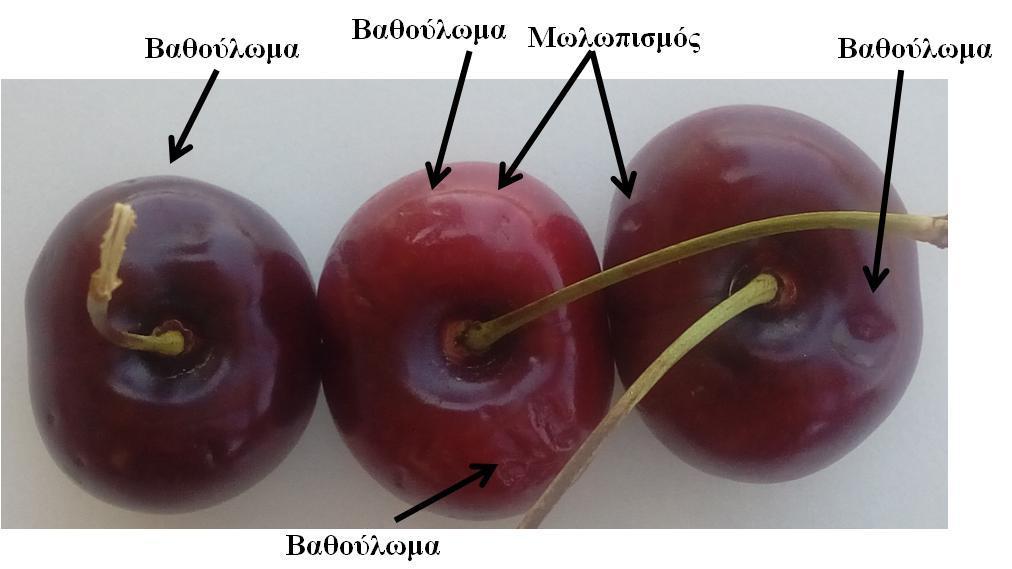 Σμ ζπίζζιμ ηςκ ηανπχκ απμηεθεί έκα ζμαανυ μζημκμιζηυ πνυαθδια ζε δζάθμνεξ ηαθθζένβεζεξ, ζοιπενζθαιαακμιέκμο ημο ηεναζζμφ.