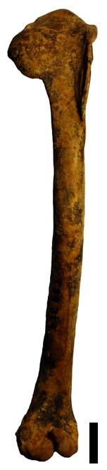 Μηριαίο  ruficollis.