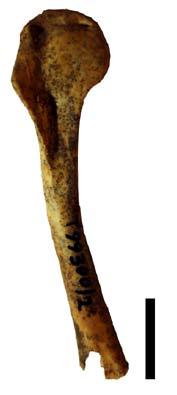 biarmicus, 3.