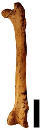 columbarius, 3.