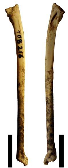 3.4.2: Βραχιόνιο Otus scops, 3.4.3: Ωμοπλάτη Otus scops, 3.