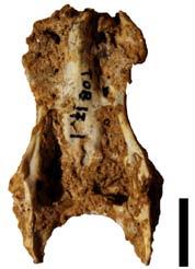 4.10: Τετράγωνο οστό Athene noctua, 3.