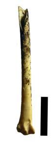 2: Μηριαίο Aegolius 3: