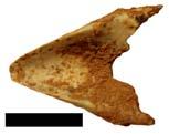 7. 3.7.1: Βραχιόνιο Corvus corone, 3.