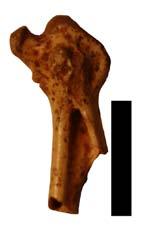 Falco tinnunculus,
