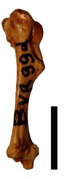 Perdix perdix. 138