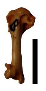 Garrulus
