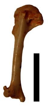 Coccothraustes