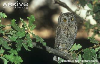 columbarius) Ορτύκι