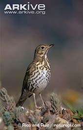 Γερακότσιχλα (Turdus