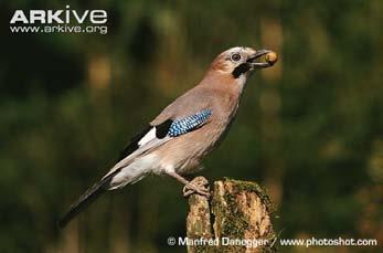 Κίσσα (Garrrulus