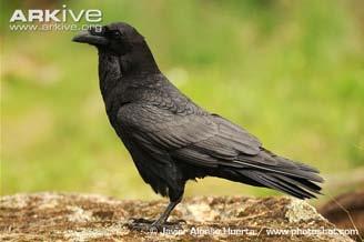 (Pyrrhocorax
