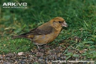 (Corvus corone)
